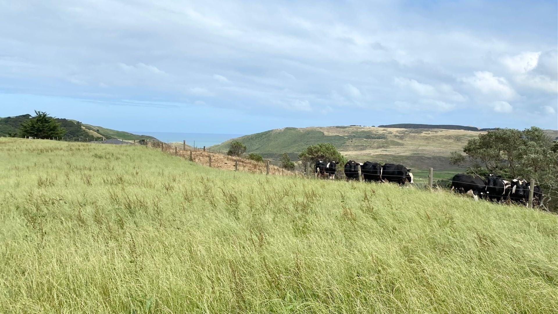 Lot-1-Kohekohe-Kariotahi-Rd---site-1