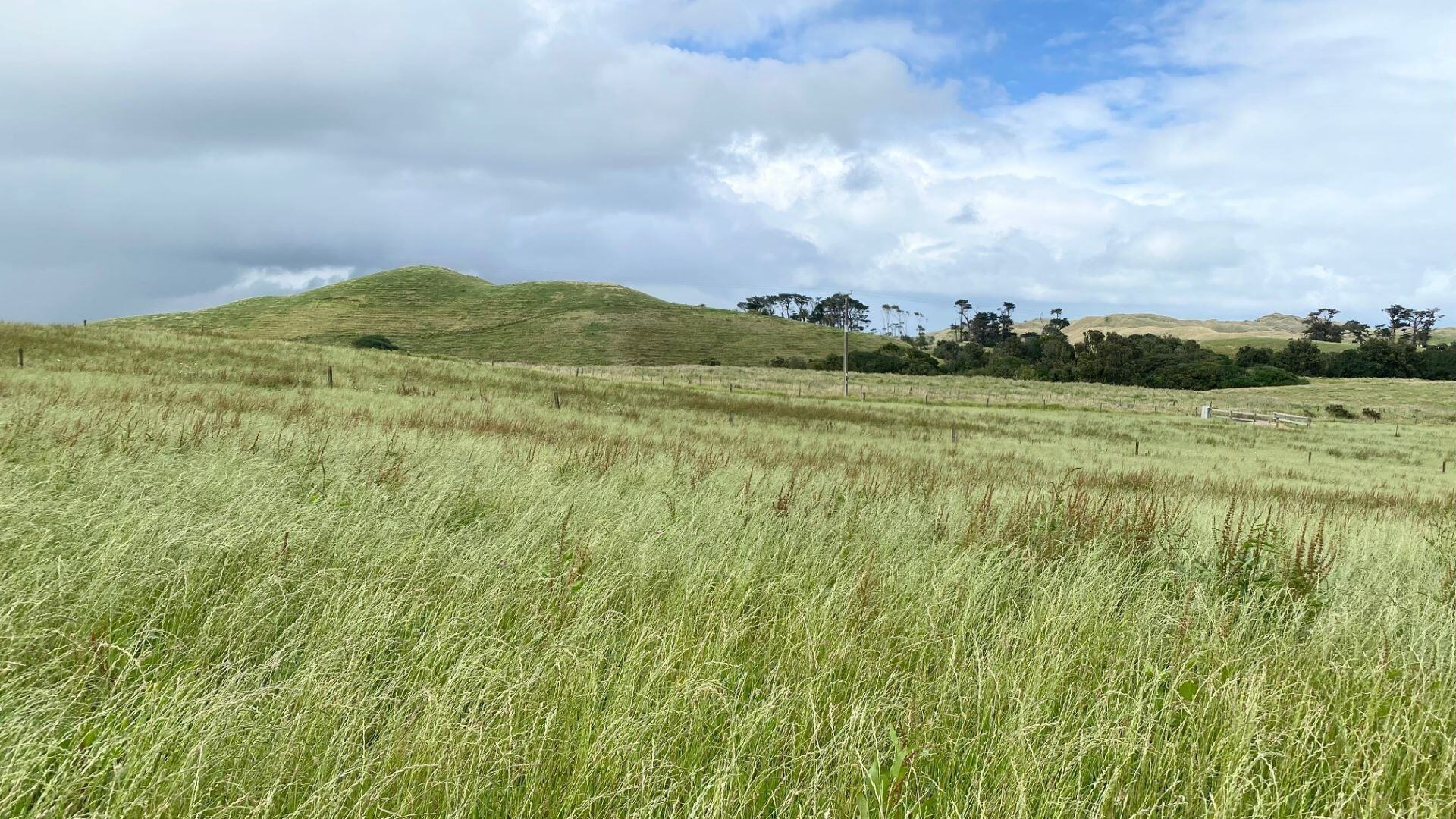 Lot-1-Kohekohe-Kariotahi-Rd---site-3